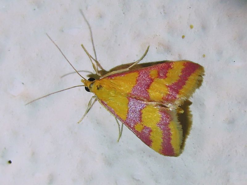 Pyrausta sanguinalis (Crambidae)